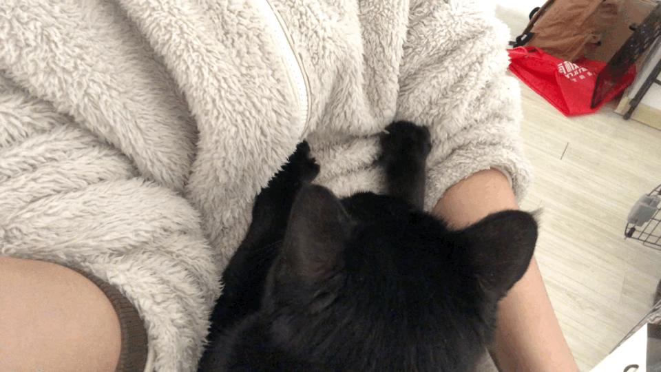 猫咪出现这些行为说明你养猫失败,新手养猫必备猫咪行为语言大解读