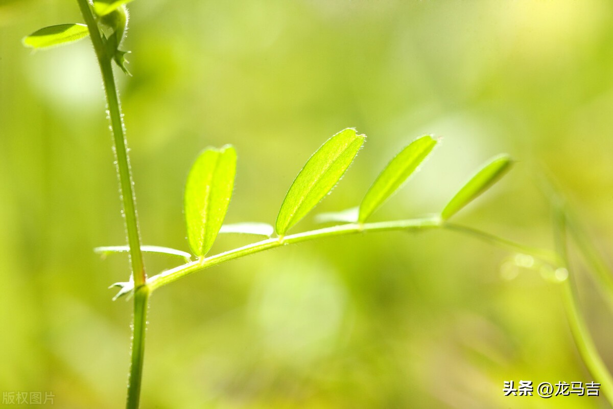 二月二龙抬头的诗词三十六首,二月二龙抬头古诗词赏析