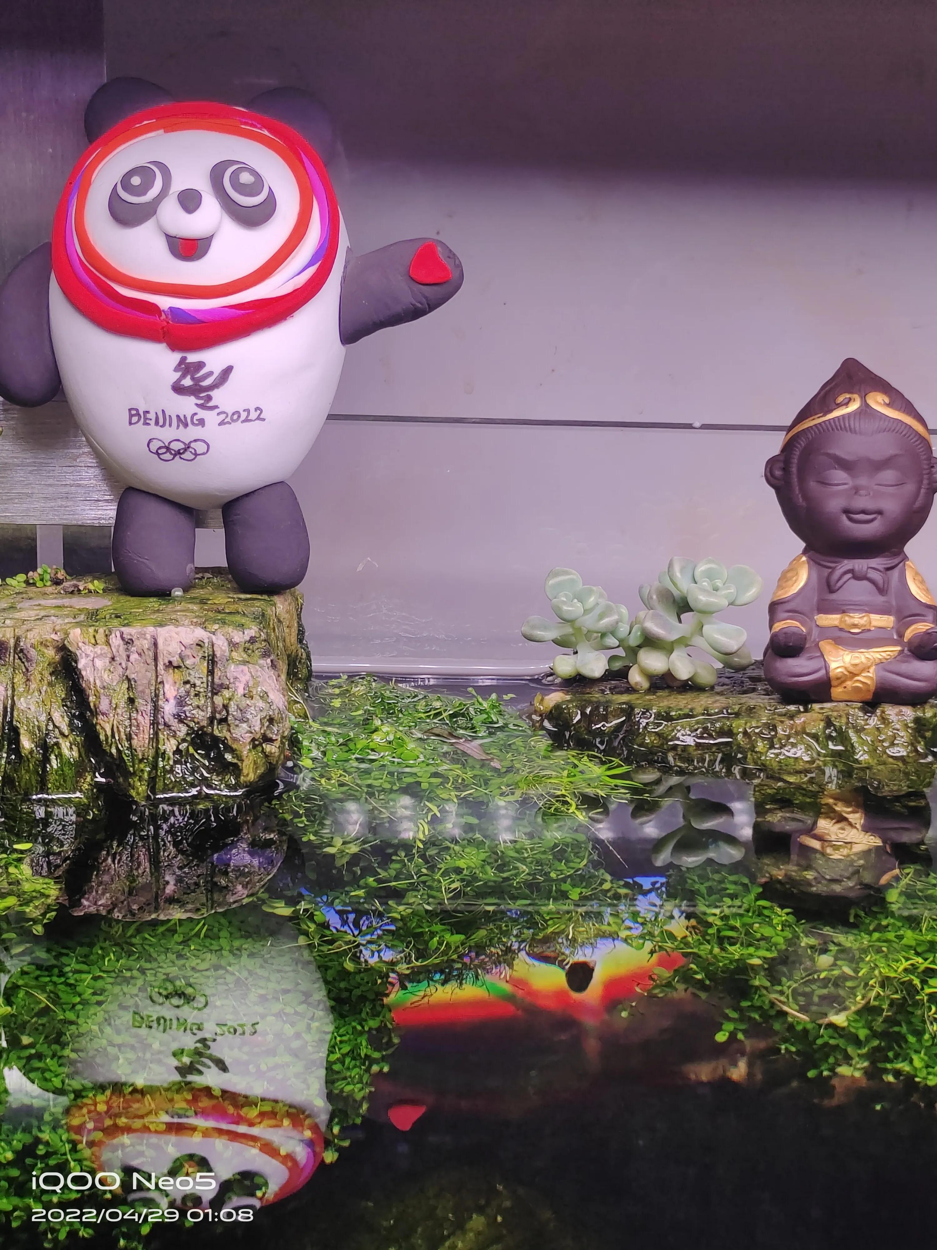 水族草缸爆绿丝藻怎么办,水草缸绿藻的养殖方法