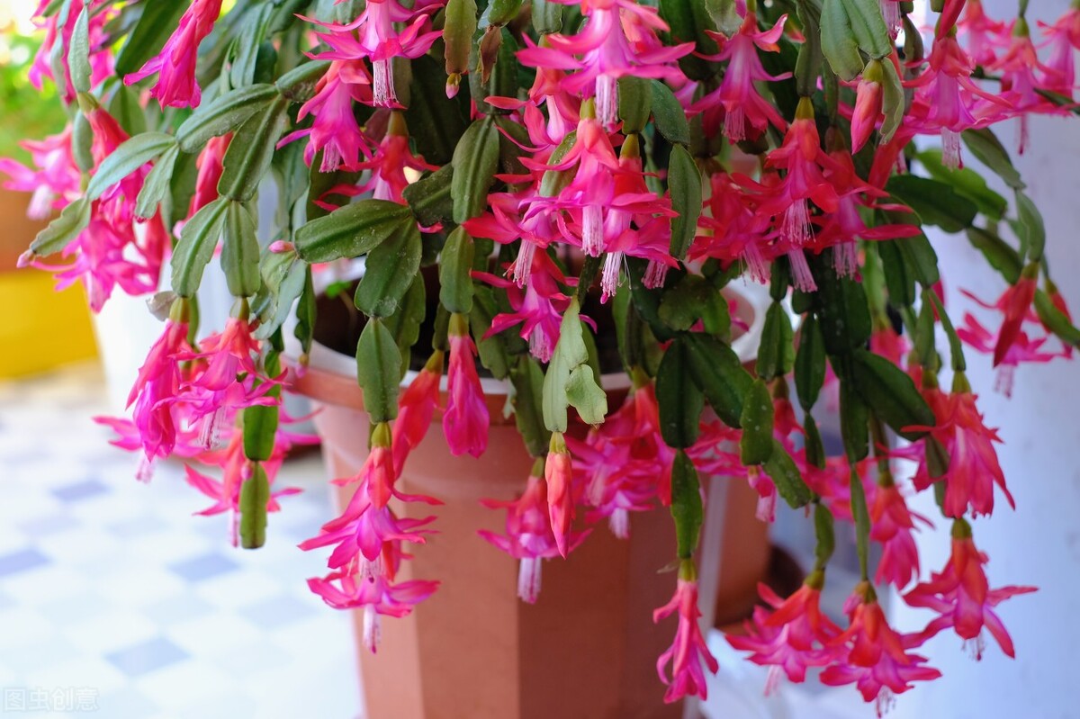 太实用了！45种常见植物养殖方法大全