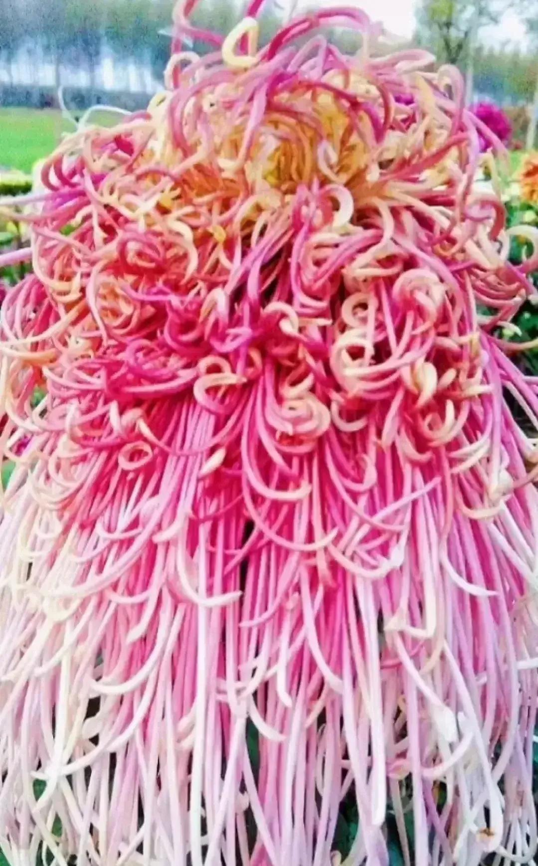 最最漂亮的金丝菊图片,美丽的金丝菊美图