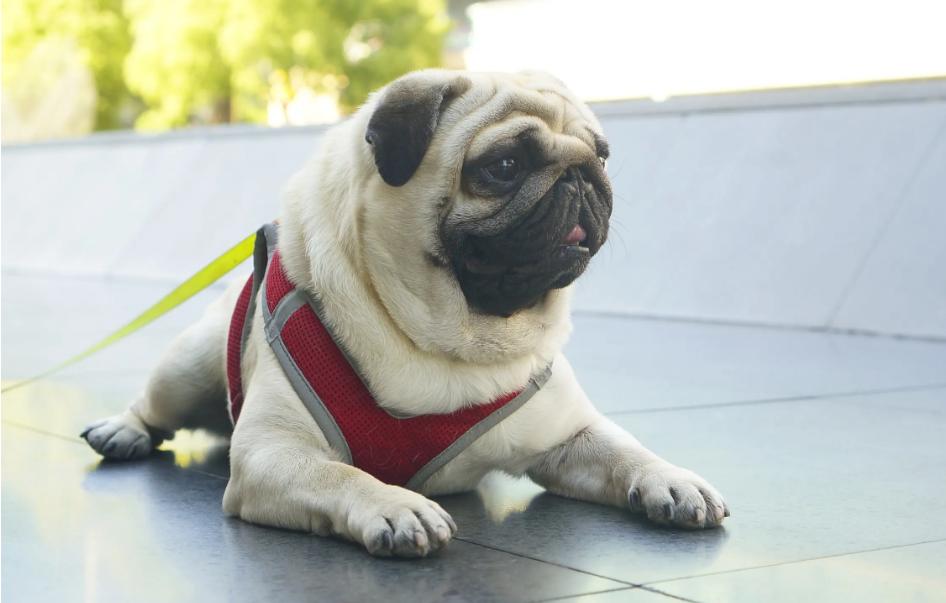 养狗知识大全巴哥犬,巴哥犬心地善良的表现