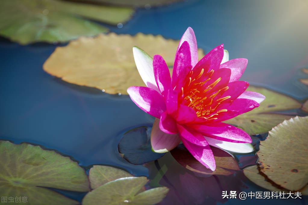 肾虚脾气虚最有效的方法,肾虚不固治则补肾宁心