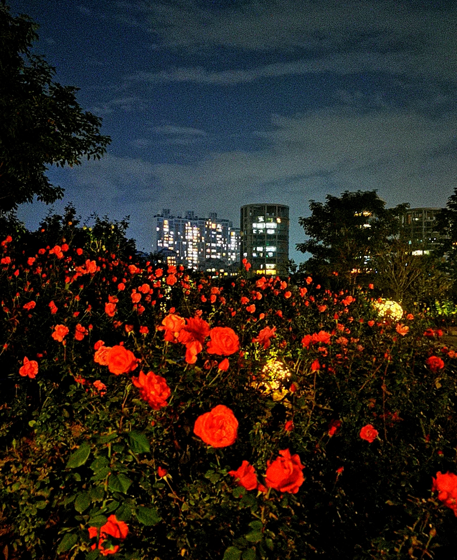 深圳成功打造世界著名花城,深圳打造国际花园城市
