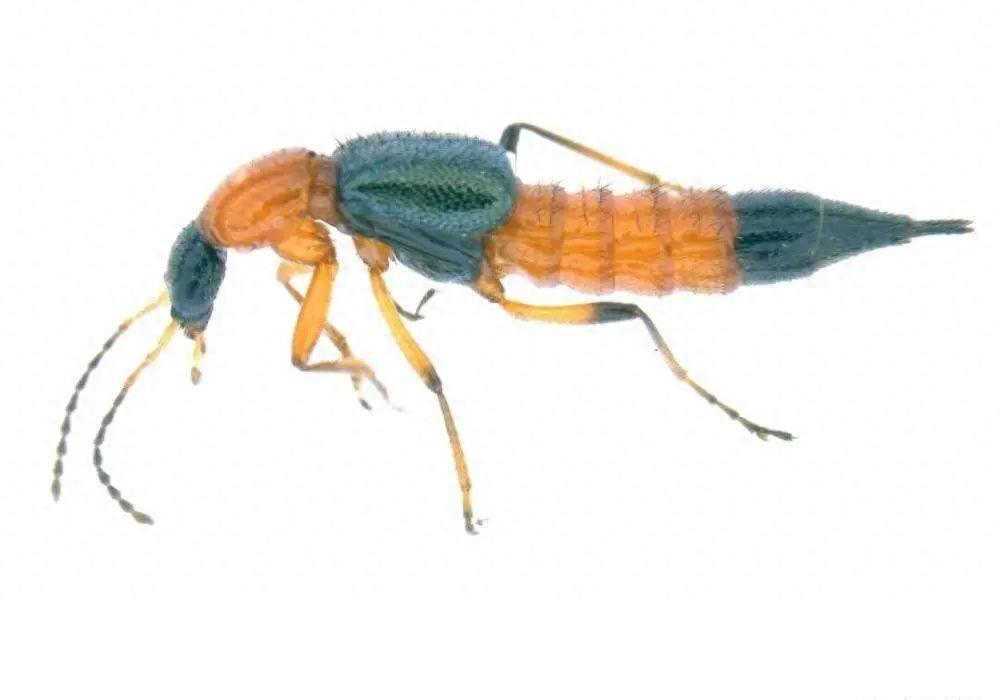 硫酸虫咬了怎么处理,硫酸虫导致皮肤损伤处理