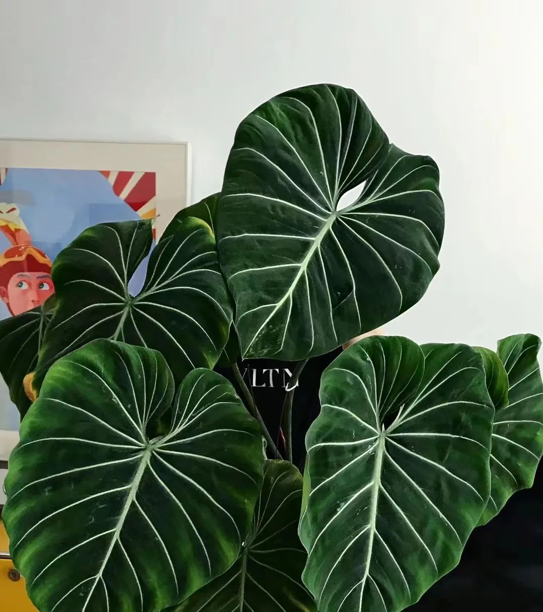 蔓绿绒品种图片大全,蔓绿绒品种图片图文