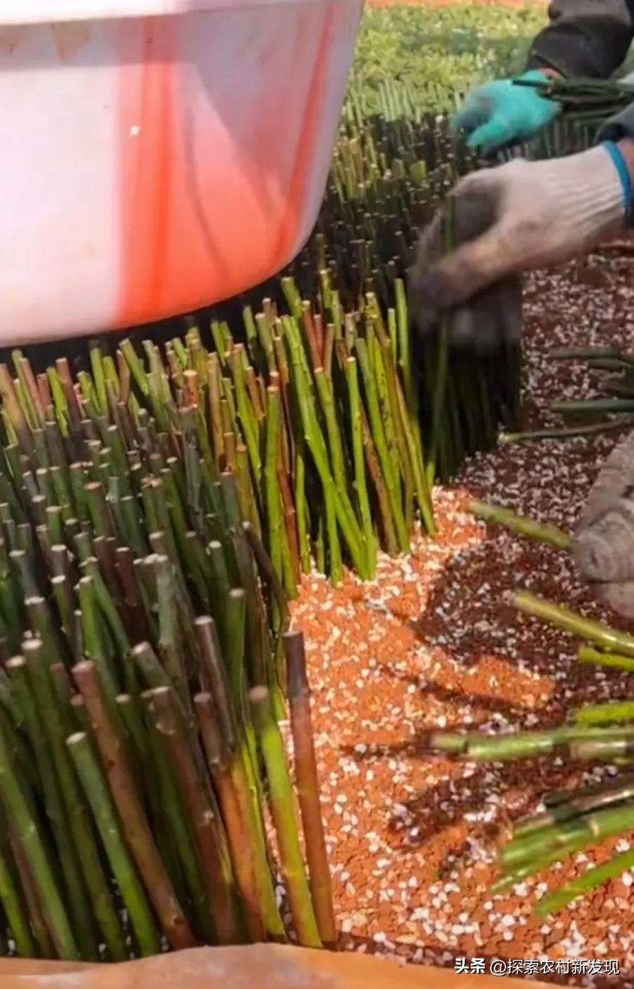 种植一亩利润20万的种植方法,农村种植赚钱方法分享