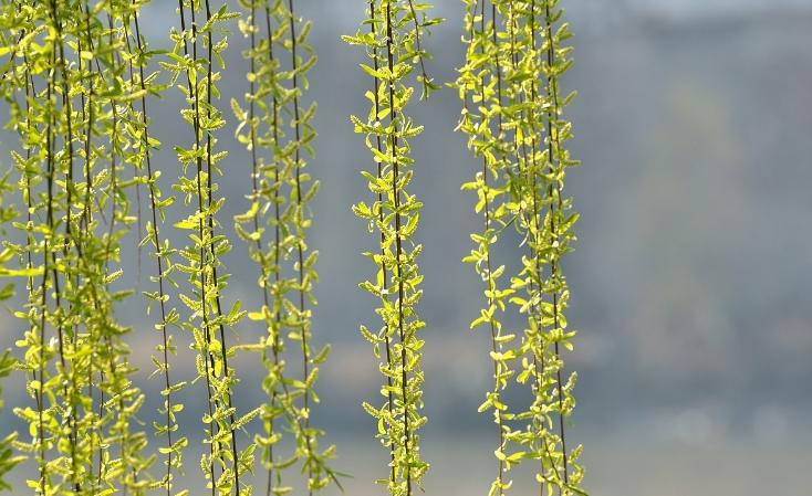 折柳寄情来自哪首古诗词,折柳寄深情