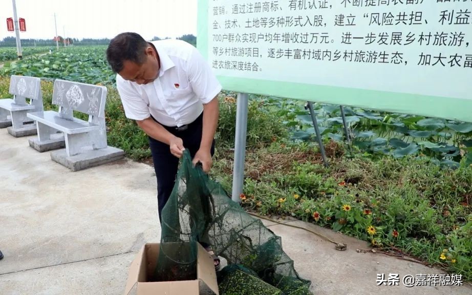 “藕”“虾”混养“钱”景好强村富民促振兴