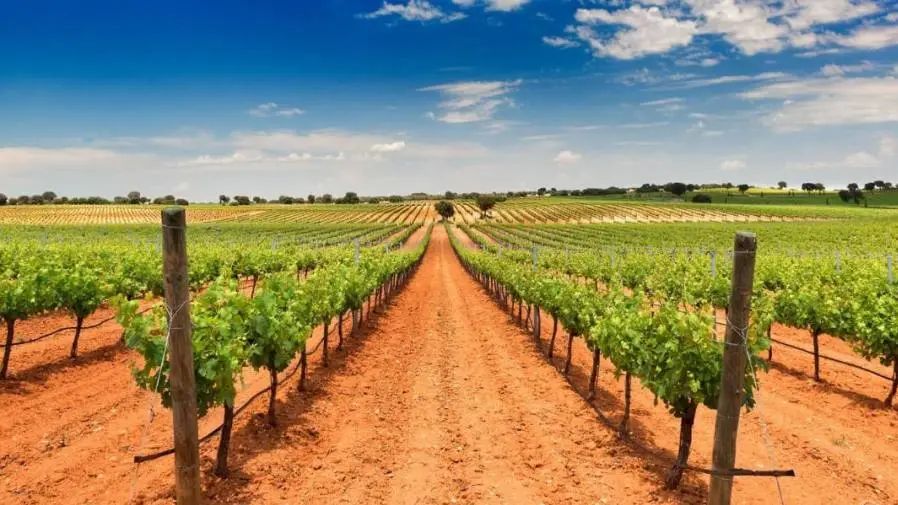 不喝葡萄酒的国家，捧不起大力神杯