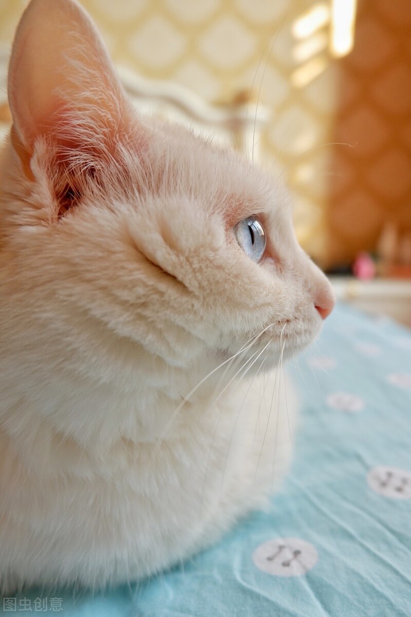 科学养猫攻略之新手养猫注意事项,养猫攻略养猫之前要知道的10件事