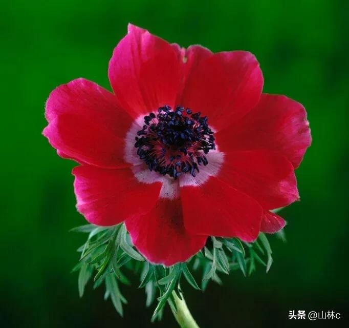 鲜花五彩缤纷争奇斗艳,最美鲜花一年四季都在争艳怒放