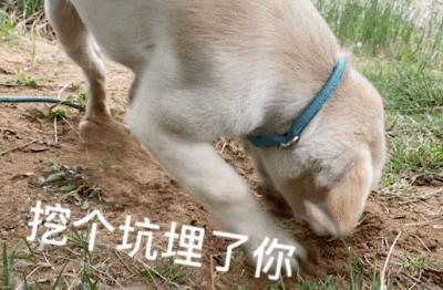 狗狗爱撒娇,推荐你养这几种狗聪明又招财