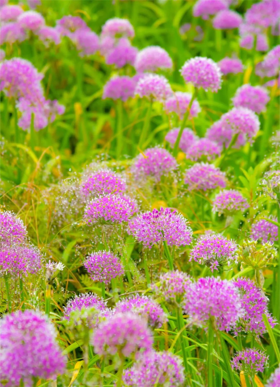 9月旅行地推荐最适合初秋出游,9月旅游最佳地方国内3-5天