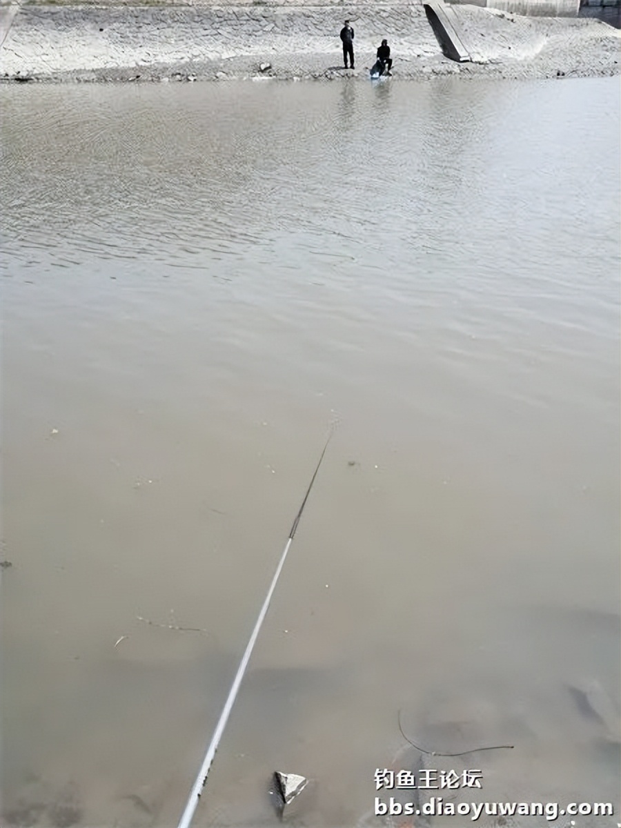 钓鱼王饵野钓破百尾