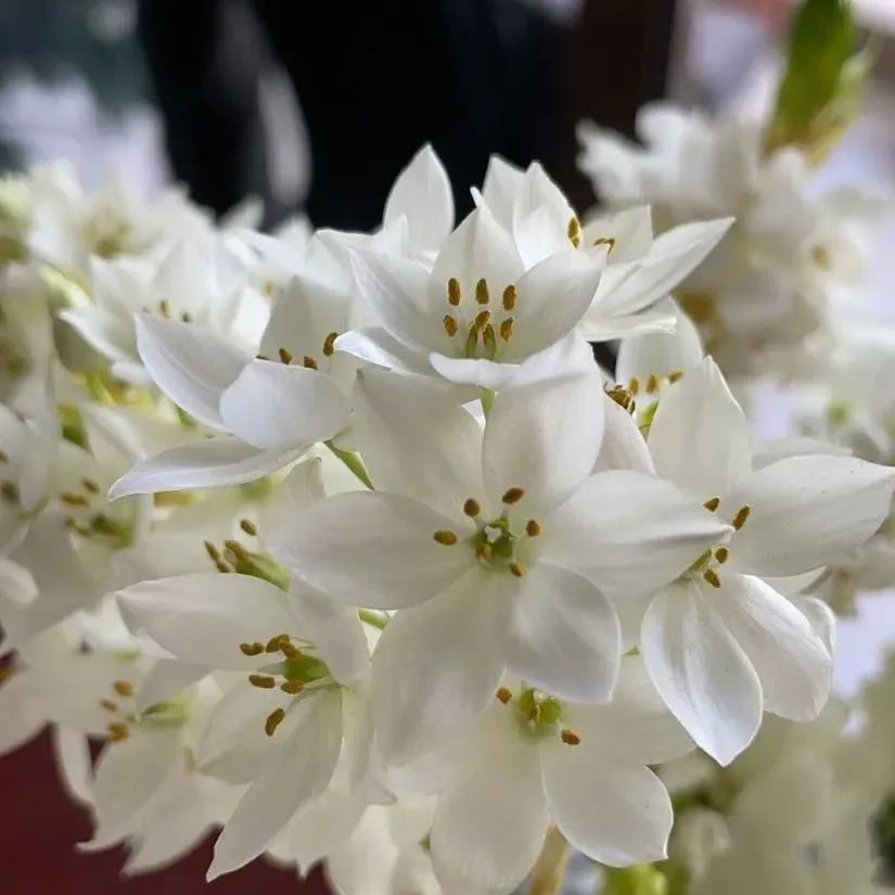 鲜花在水里能养几天会死,新加坡盆栽花卉怎么养