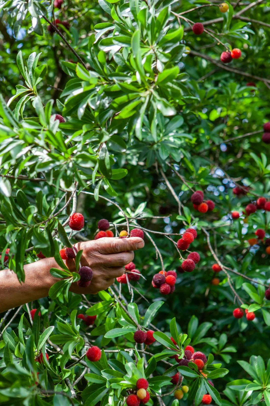 五月最美的诗词,36句绝美夏日诗词