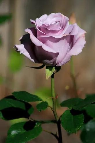 这才是最美的玫瑰花图片,最好看的紫色玫瑰花图片