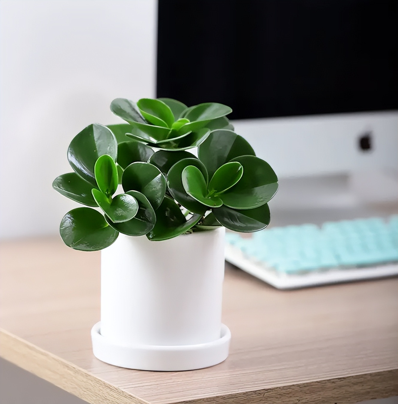 碧玉的养殖方法和注意事项,碧玉花的养殖方法和注意事项视频