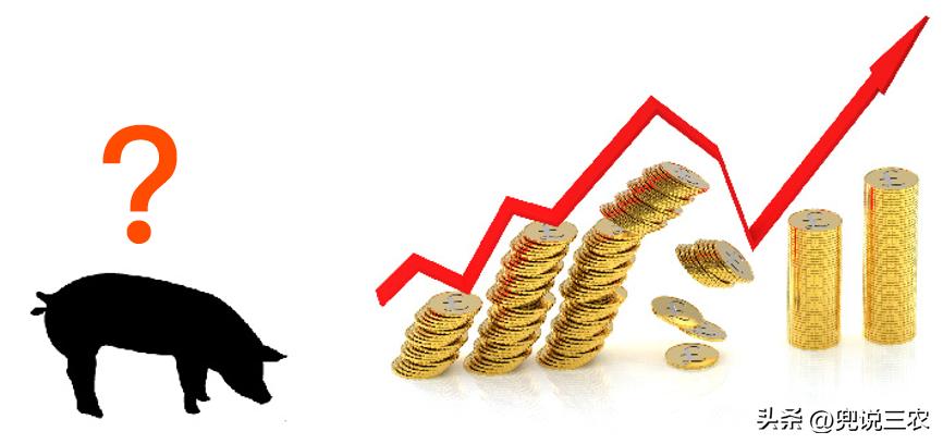 毛猪怎么赚钱的,现在毛猪十元一斤能挣多少钱