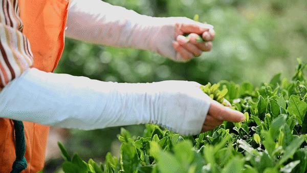 万亩野生古茶园,武汉野生森林