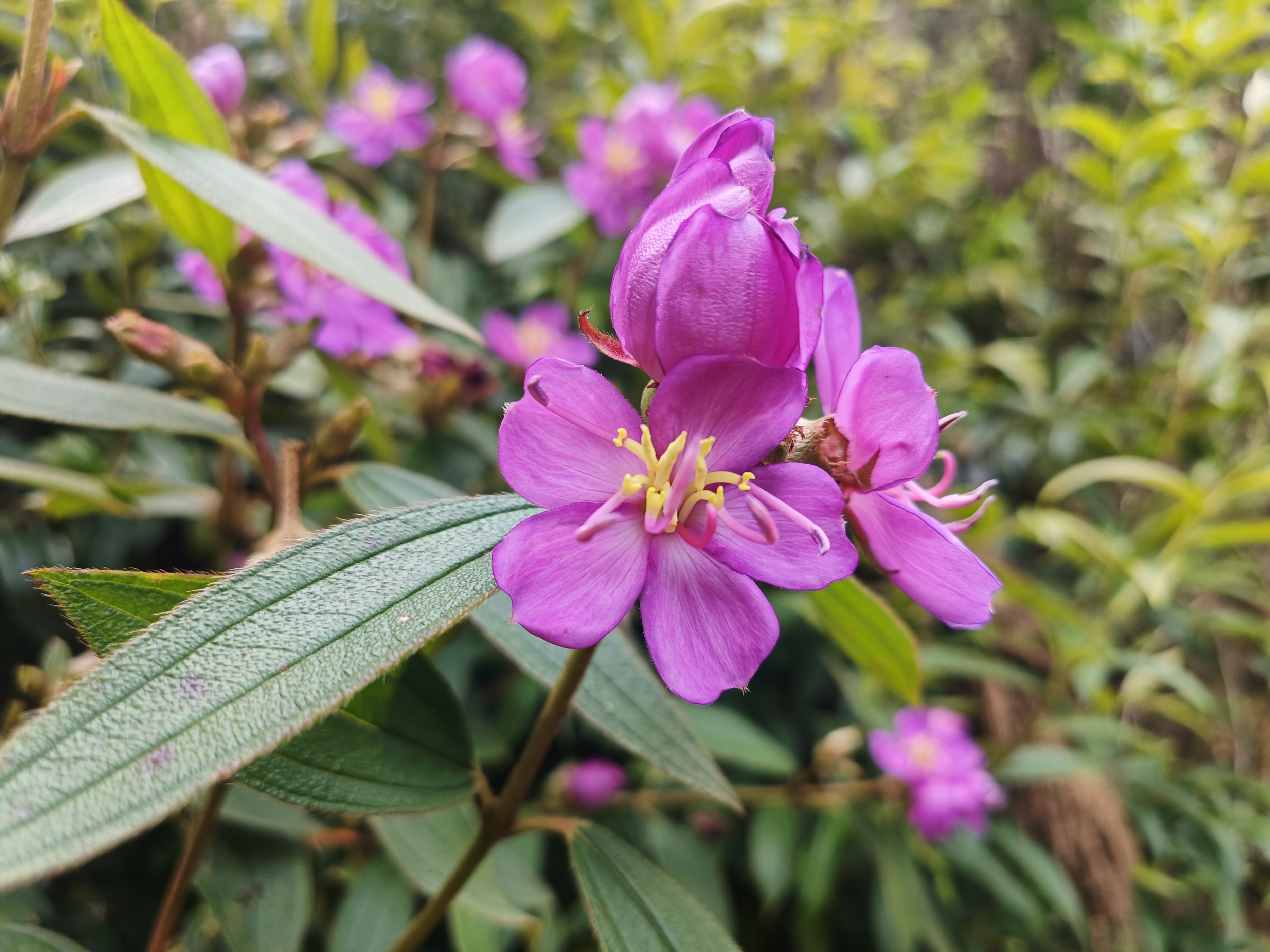 石老虎下山豹牙郎出没一片红