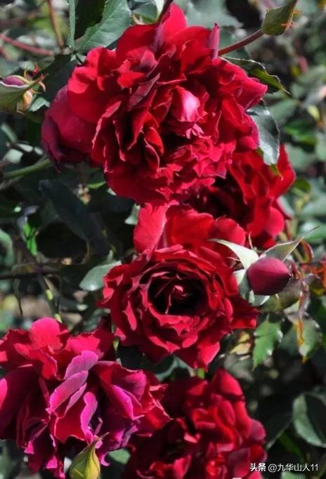 粉色爬藤月季大花浓香品种,大花多层月季花品种大全一览表