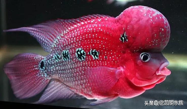 互动性强的观赏鱼好养,哪些观赏鱼会和主人互动