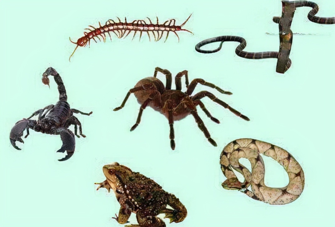 五毒之一的蜈蚣为什么害怕公鸡,蜈蚣怕公鸡公鸡怕什么