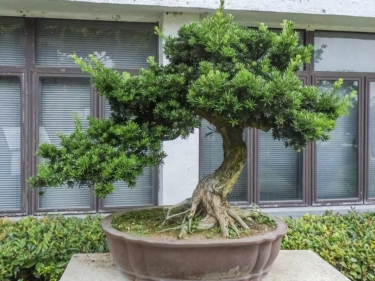 十八罗汉稀有价值,寿命最长的罗汉鱼