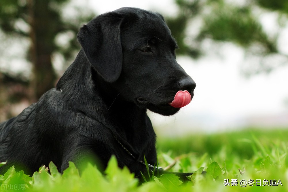 写狗的著名的古诗词,关于歌颂狗的古诗词