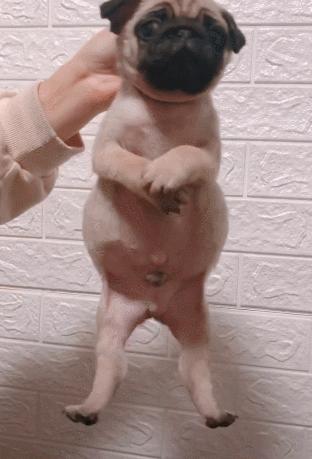 狗狗挑食怎么办最有效的方法,怎么纠正狗狗挑食的习惯