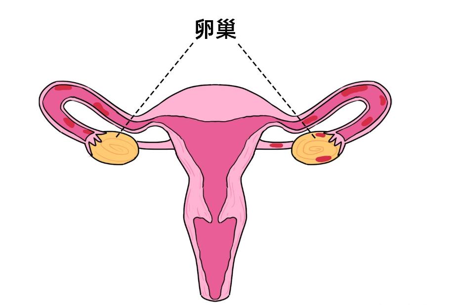 进入女性体内后，没“受精”成功的精子都去哪儿了？既好笑又心疼