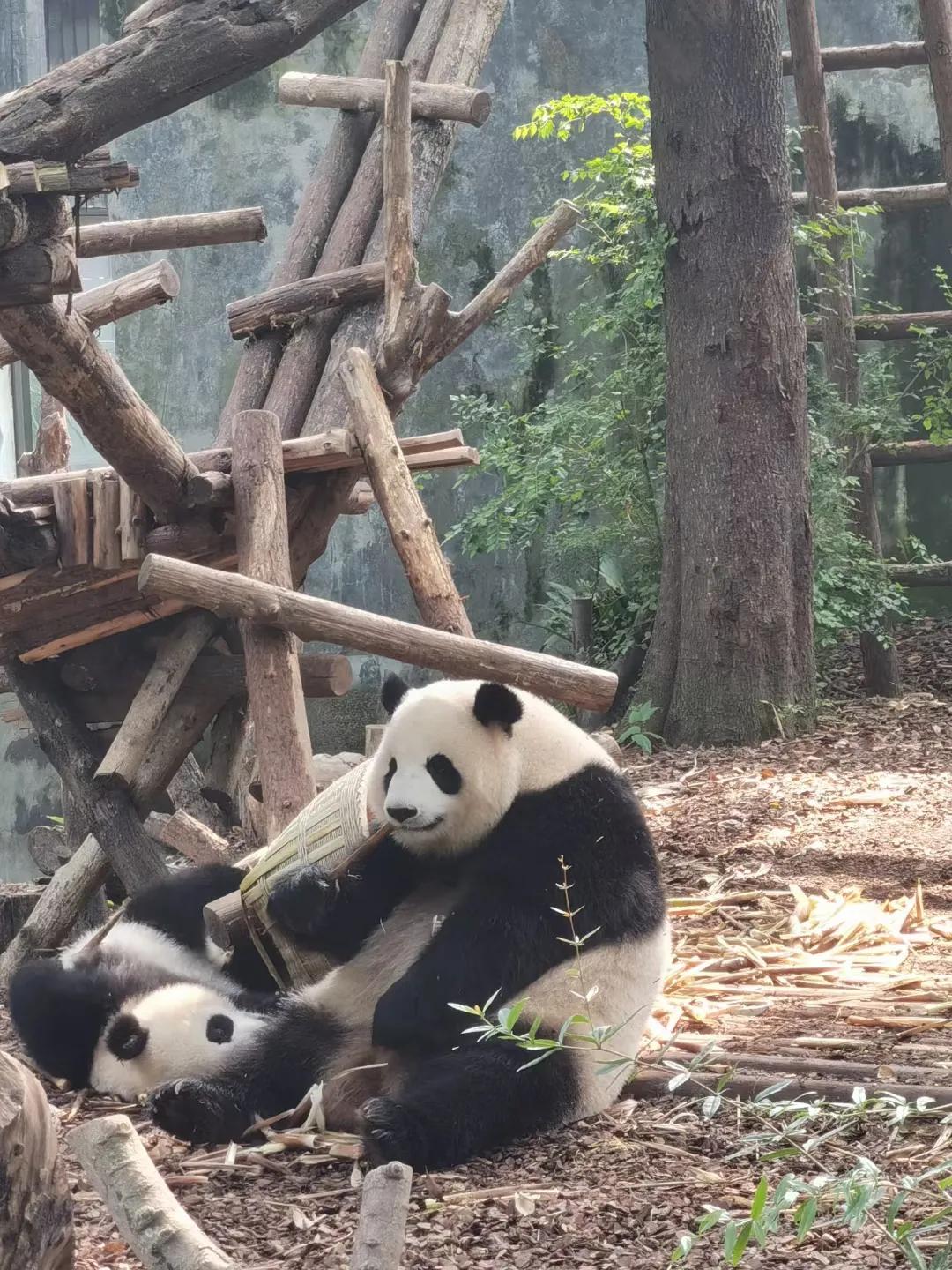 成都印象火锅,成都印象餐饮有限公司