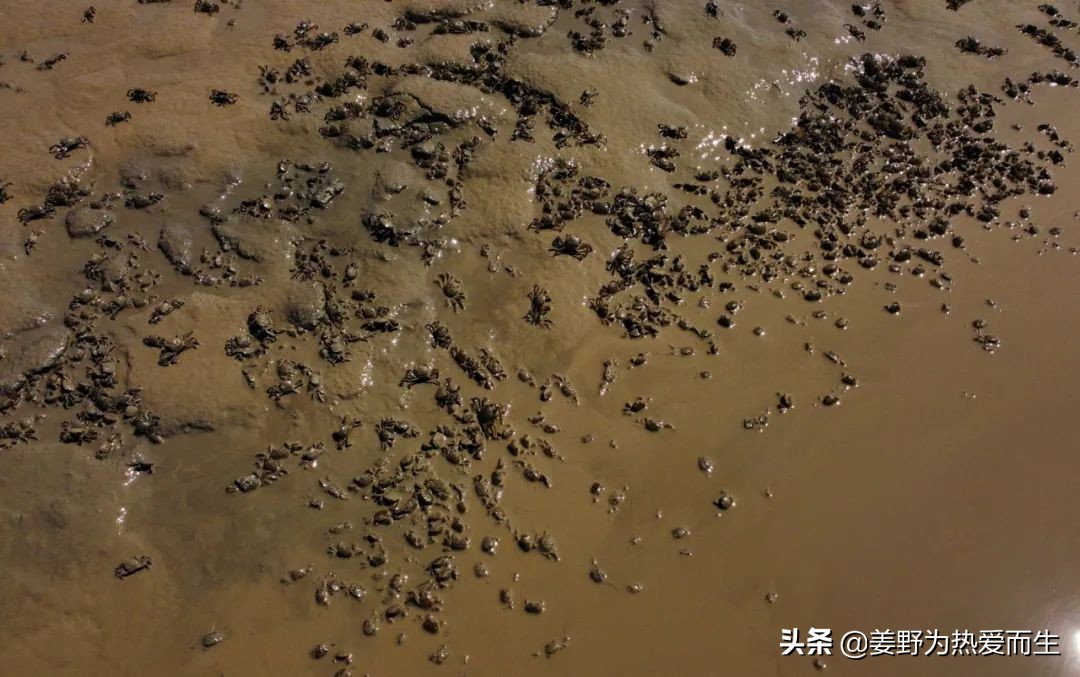 螃蟹怎么养才认人,养螃蟹的十大忌讳