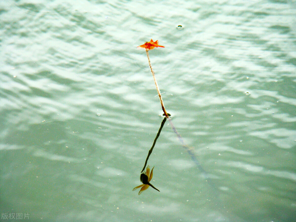 我的花花正开时--一提到绿蜻蜓，我就会想起梦中的家园