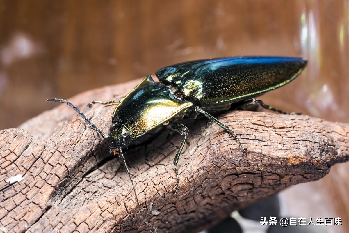农村常见的虫子各叫什么名字,农村房子里面常见的虫子有哪些