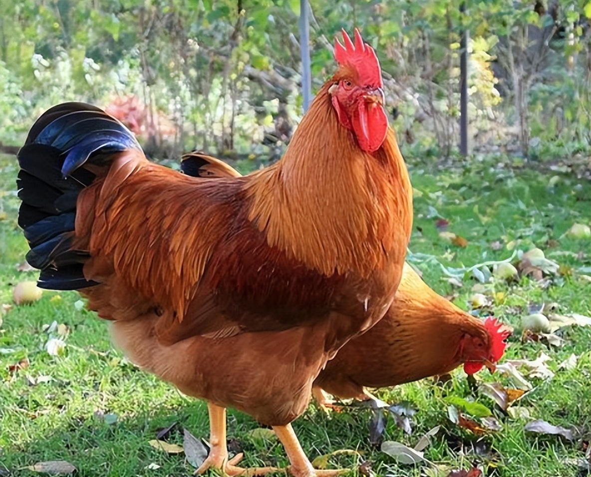 农村家庭养鸡哪个位置合适,农村家里养鸡有什么规定