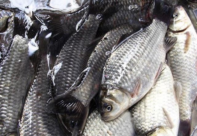 最常见的50种食用鱼吃法和价格,十种常用食用鱼类介绍