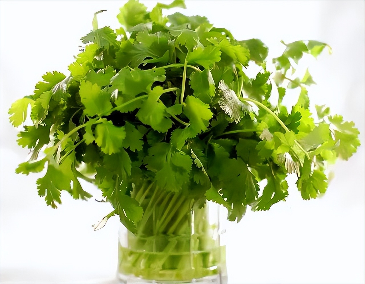 家庭阳台各种各样蔬菜种植视频,阳台种蔬菜需要加微生物有机肥吗