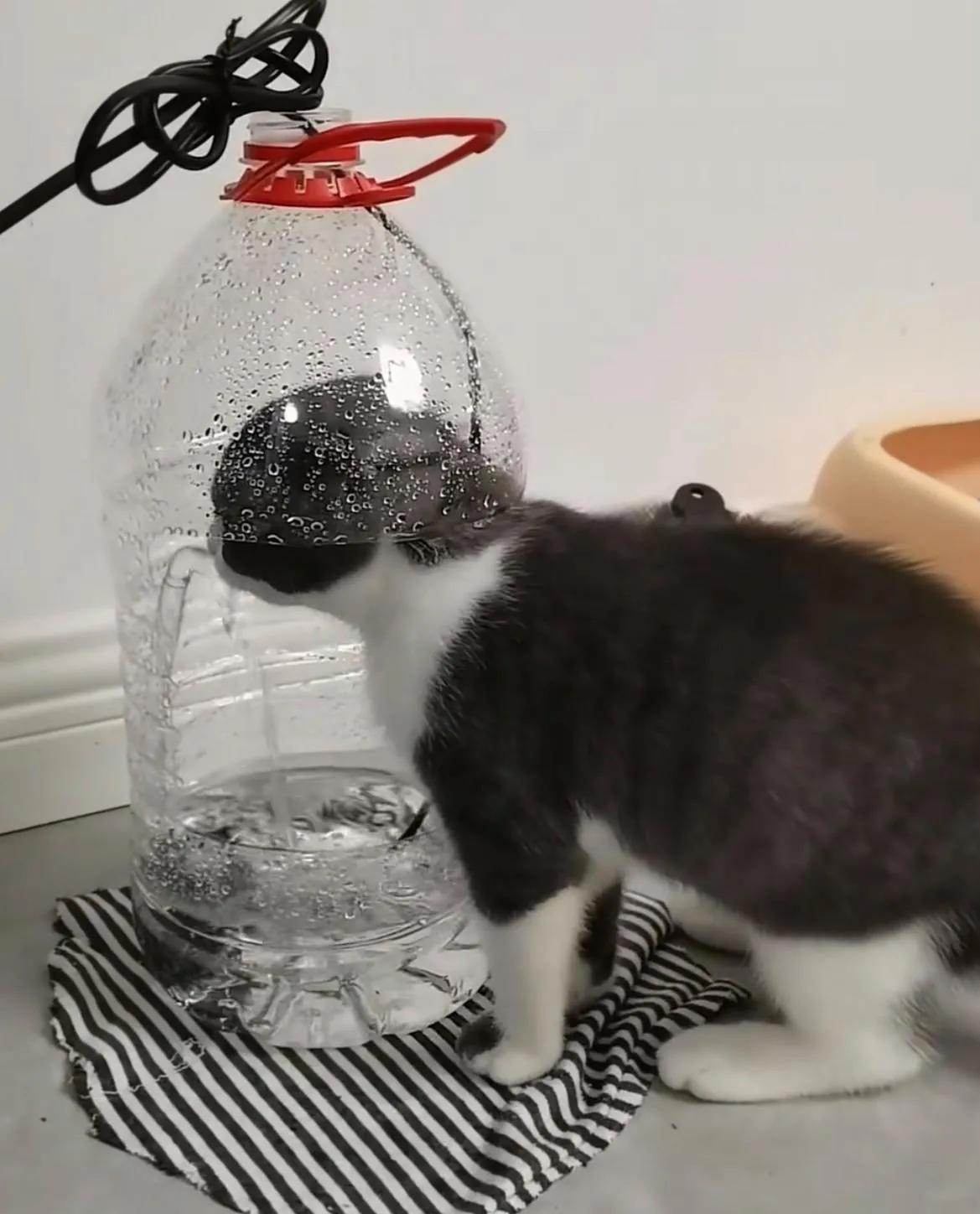 猫咪为什么爱喝铲屎官的水,猫喝流水