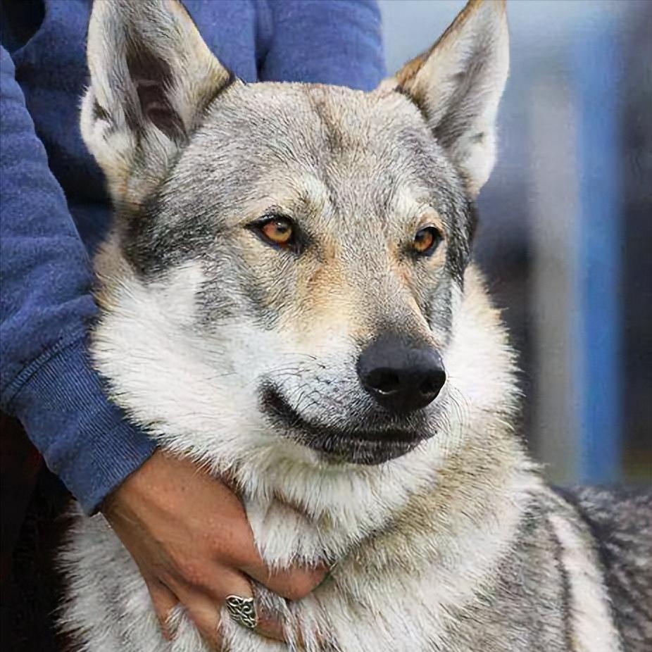 最像狼的狗捷克狼犬,捷克狼犬到底有多帅