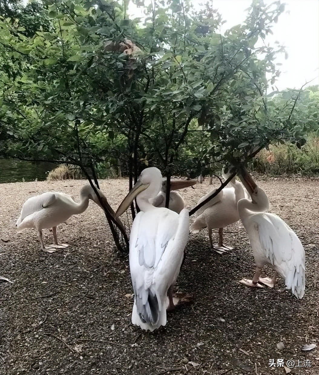 男孩景区遭鹈鹕灌顶,男孩被醍醐灌顶在什么景区