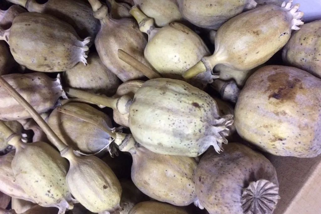 姜类香辛料都包含哪些种,12种必须了解的香料作用和用量