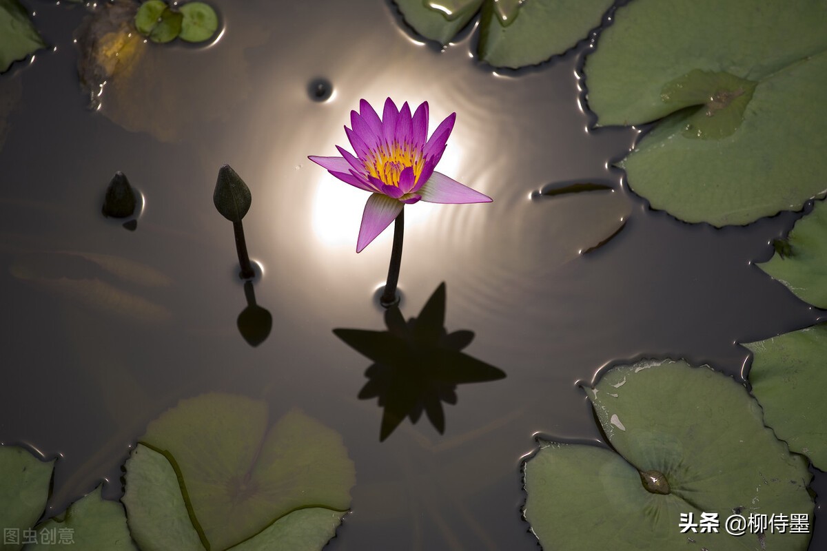 如何拍荷花才不俗,拍摄荷花忌讳