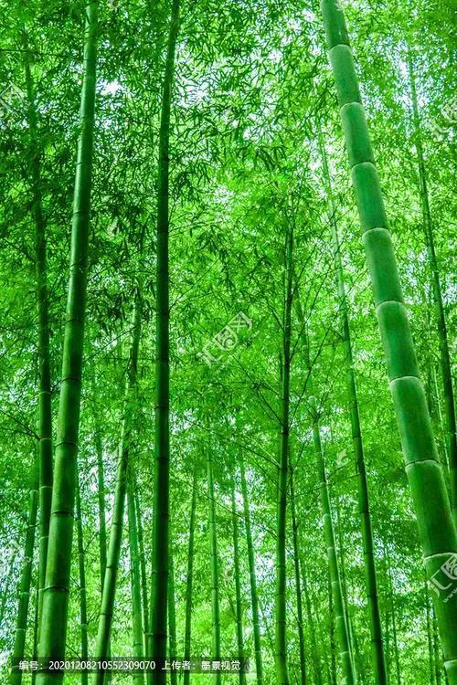 捣练子·*钟金**鸣