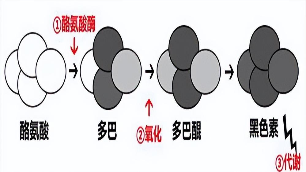白头发越长越多到底是怎么回事,为什么白头发多了