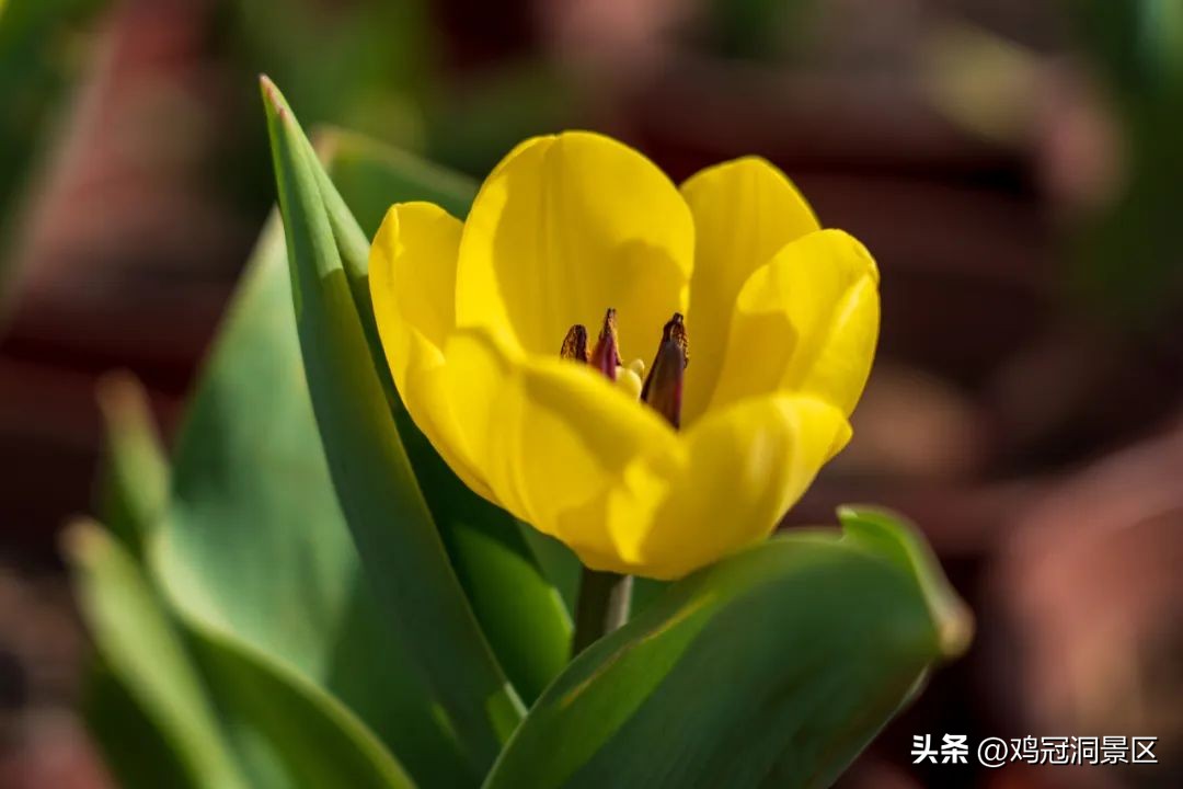 郁金香玫瑰花语是什么,金色郁金香花语和寓意