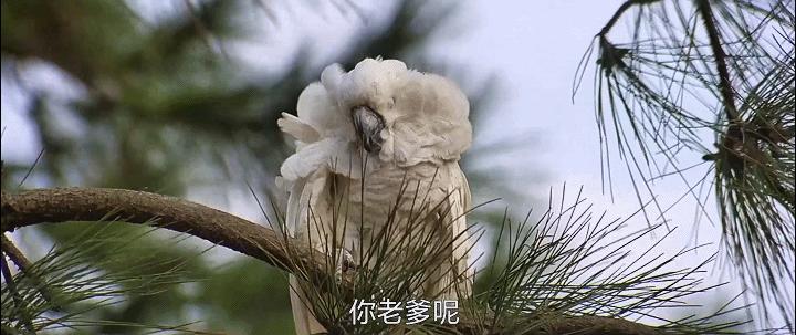 41年前兄弟3人，合作拍出无厘头开山电影，因为太超前票房惨淡