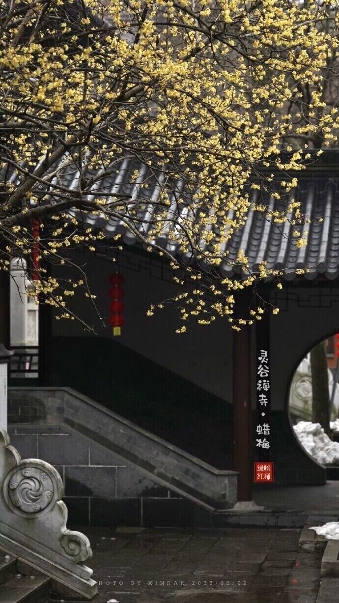 篱菊抱香死，化入岁寒枝——腊梅，腊月之花，凌寒早放，傲骨天香